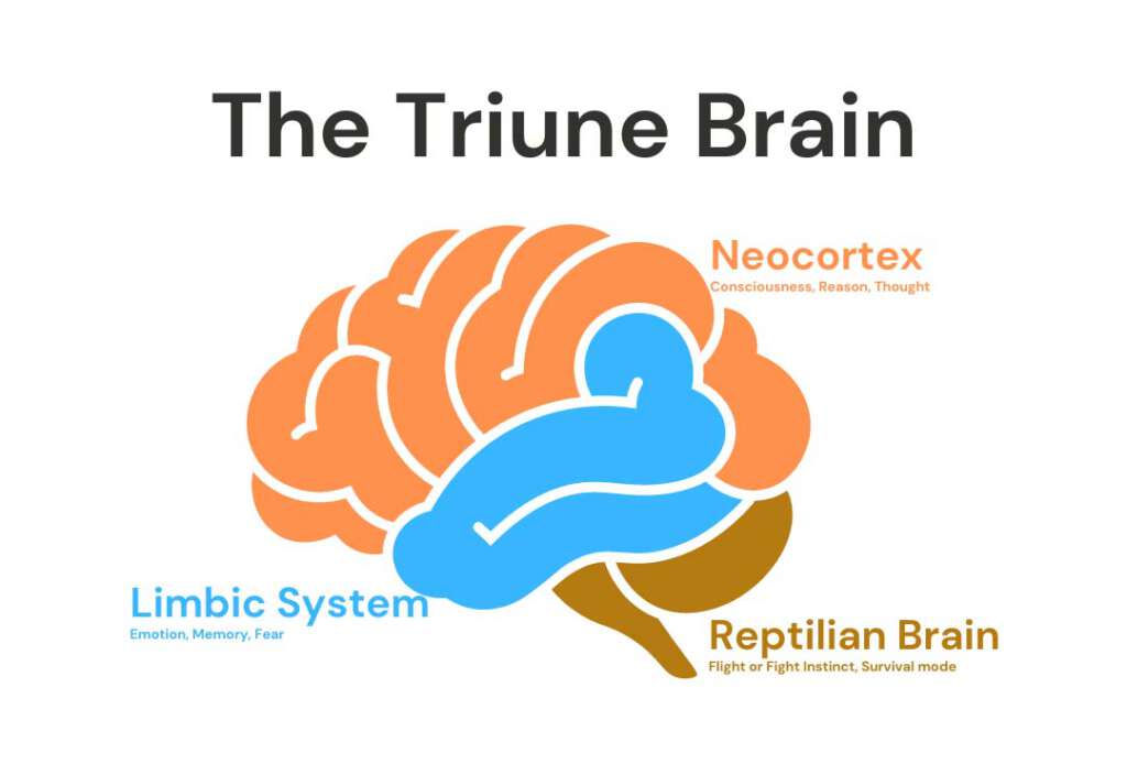 อัจฉริยภาพของสมอง และปัญญาญาณ ตอนที่ 2 ทฤษฎีสมอง 3 ส่วน (The Triune ...